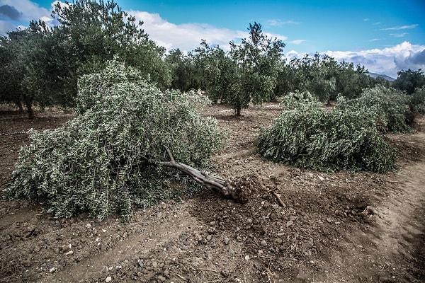 6 bin zeytin ağacı kesilmişti