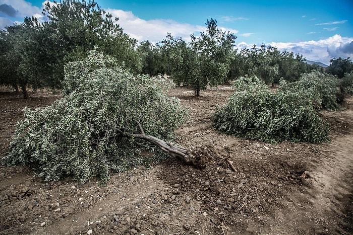 Yırca'da 6 Bin Zeytin Ağacını Kesen Kolin, Yeni Yer İçin Harekete Geçti