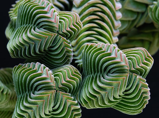 3. Crassula Buda Tapınağı Bitkisi