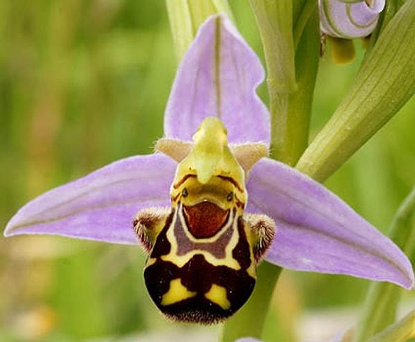 3. Kahkaha atan tombul bir arıya benzeyen bu orkidemiz 'Ophrys Bomybliflora'