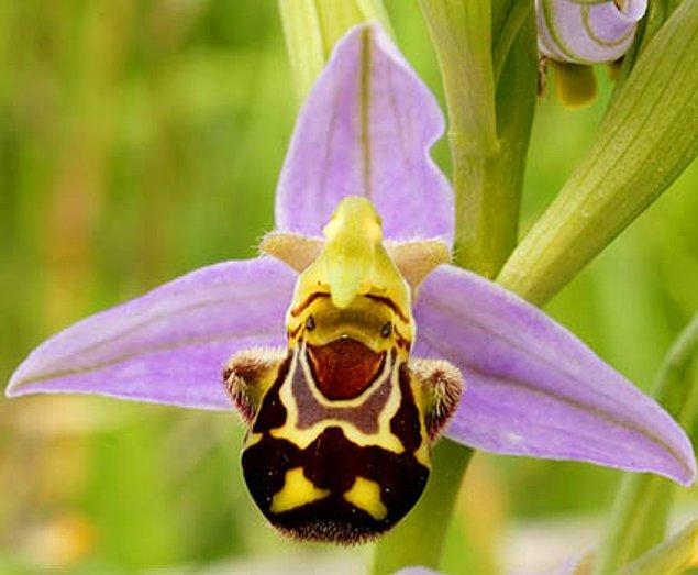 3. Kahkaha atan tombul bir arıya benzeyen bu orkidemiz 'Ophrys Bomybliflora'