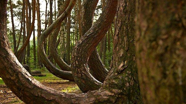 19. Batı Polonya' nın gizemli çarpık ormanı 90 dercelik bir açıyla büyüyen 400 çam ağacına ev sahipliği yapıyor. Kıvrık ağaçların ardındaki gizem bugün hala çözülmüş değil.