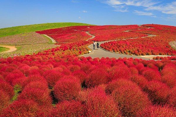 21. Her yıl görkemli çiçeklerin açtığı Hitachi Sahil Parkı, alev kırmızısı çalı bitkileri ve nergisleriyle Japonya'nın doğal güzelliklerinden bir tanesi.