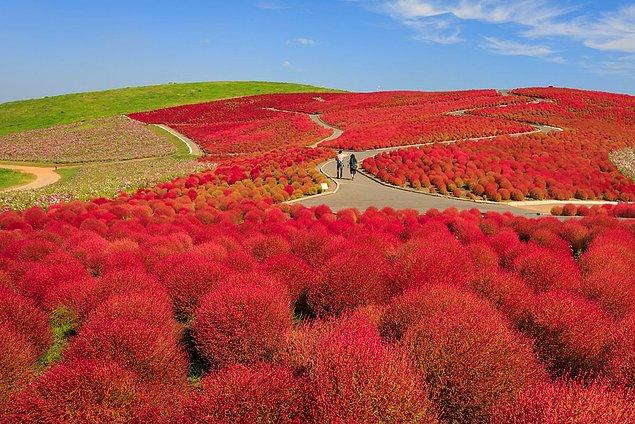 17. Hitachi Seaside Park in Ibaraki, Japan offers you spectacular views with colorful blooming flowers.
