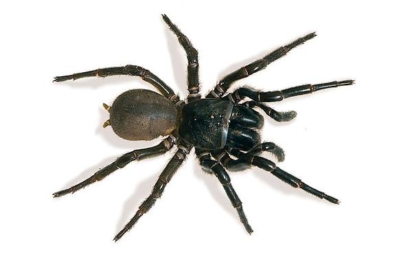 32. Filmdeki dev örümcek Yeni Zellanda kökenli "Tunnel Web" isimli örümcekten esinlenilmiş.