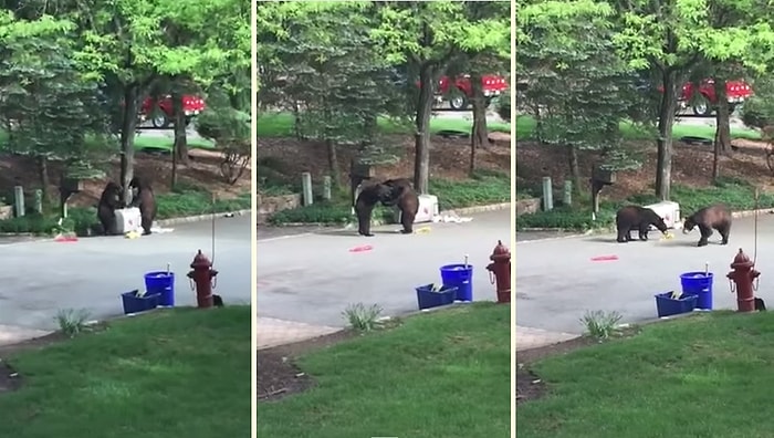 Çöp İçin Kavga Eden Ayılar