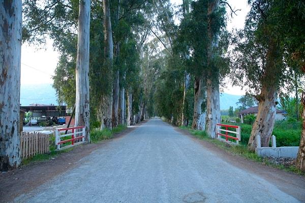 Dünyanın en güzel yollarından: Okaliptus Ağaçlı Yol da hemen Akyaka'nın yanıbaşında.