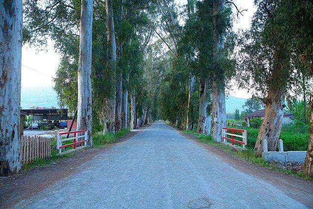 Dünyanın en güzel yollarından: Okaliptus Ağaçlı Yol da hemen Akyaka'nın yanıbaşında.