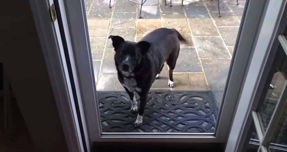 Hayali Kapı Karşısında Şapşala Dönen Zeki Köpek