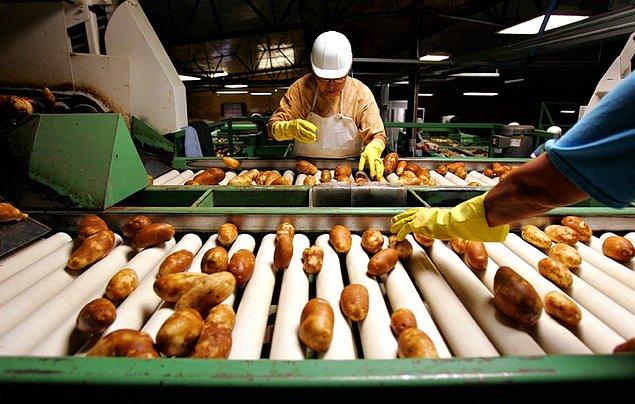 9. Patates endüstrisi nasıl işler?