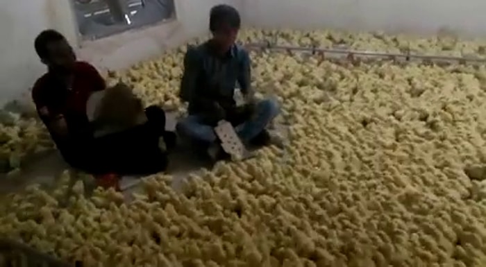 Civcivlere Konser Veren İkili