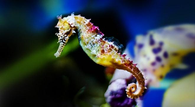 Dünyanın En İlginç Hayvanlarından "Denizatı" Hakkında Bilmeniz Gereken 14 Şey