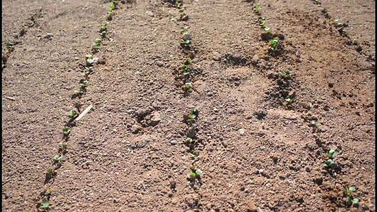 Time Lapse Olarak Turp, Brokoli ve Lahananın Ekiminden Toplanma Zamanına Kadar Geçen Süre