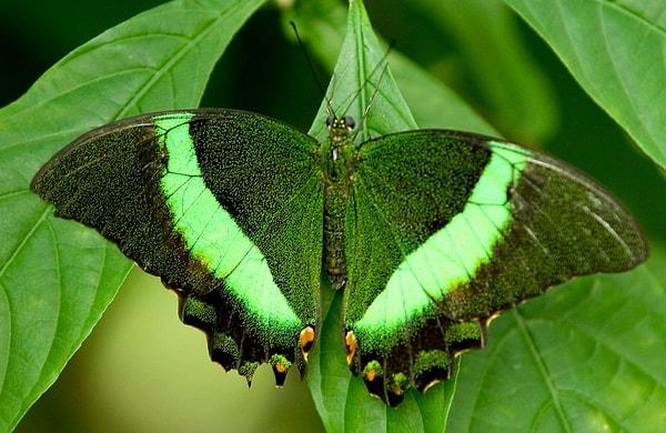 13. Papilio Crino