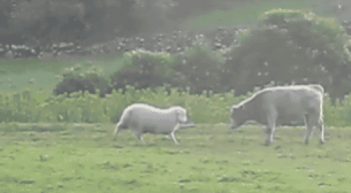 İki gif arasındaki yedi farkı bulun 😁