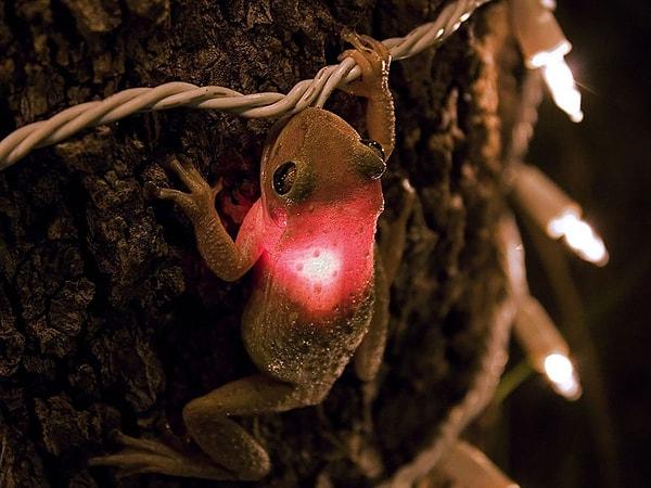 5. Ağaç ışıklandırmalarından birini yutan küçük ağaç kurbağası