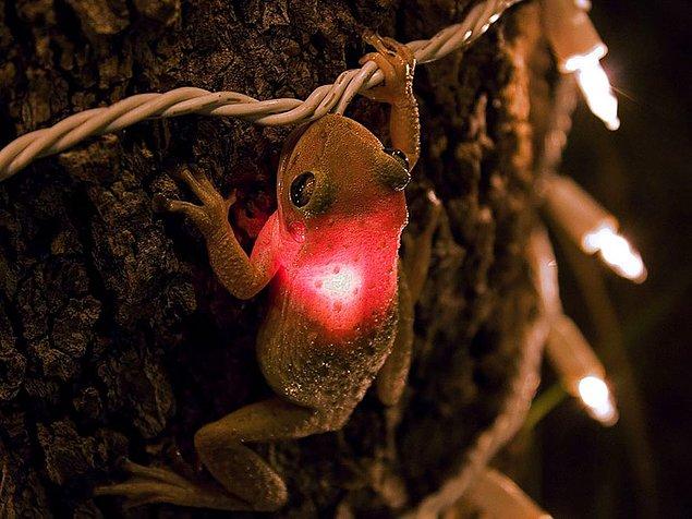 5. Ağaç ışıklandırmalarından birini yutan küçük ağaç kurbağası