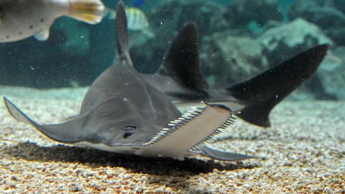 ABD'de Erkeksiz Üreyen Testere Balığı Bulundu