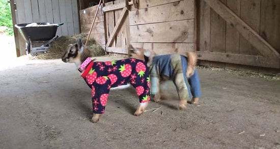 Pijama İçinde Aşırı Sevimli Gözüken Yavru Keçiler