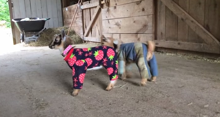 Pijama İçinde Aşırı Sevimli Gözüken Yavru Keçiler