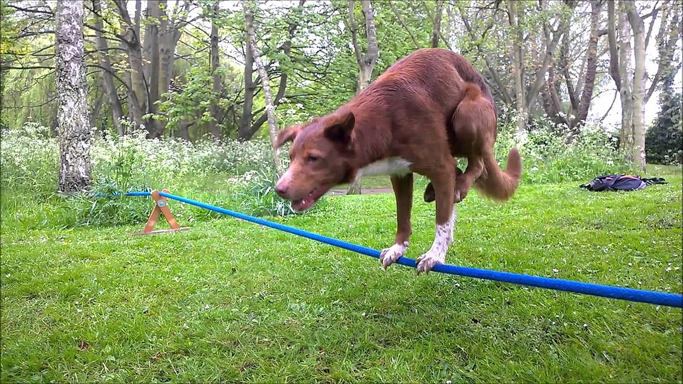 Akrobatik Köpeğin İp Üzerindeki İnanılmaz Denge Performansı