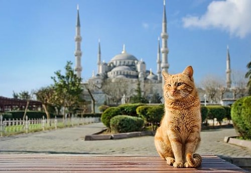 İstanbul size hayvan sevgisini öğretir.