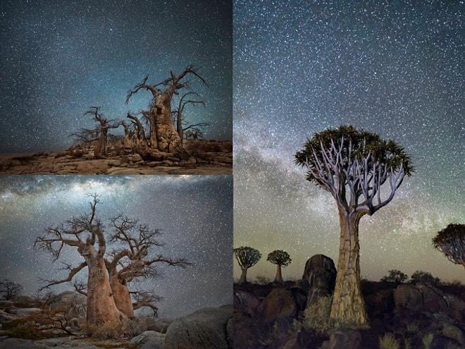 Yıldızların Aydınlattığı Gökyüzü İle Birleşen Manzaralarda Çekilmiş 19 Yaşlı Ağaç Fotoğrafı