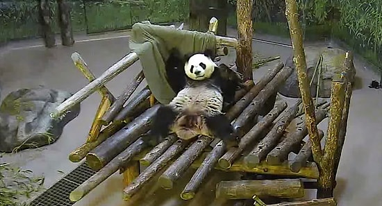 Battaniyesiyle Oynarken Kaydedilen Pandanın Sevimli Anları