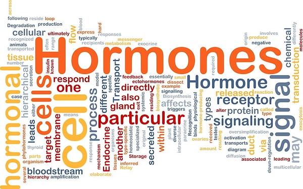 19. Hormonlar