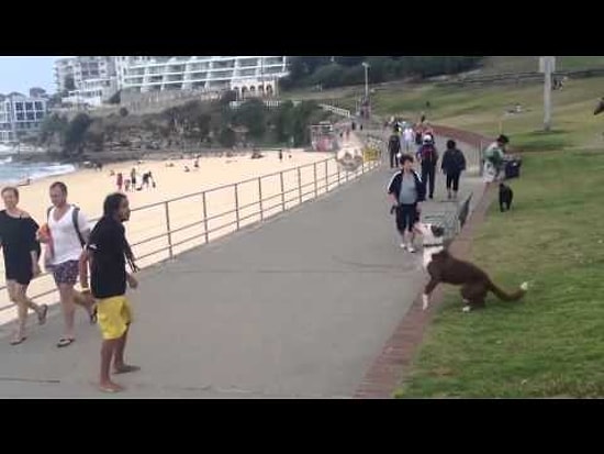 Brezilya'da Her Canlı Futbolcu