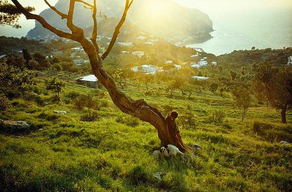 6. İtalya'da yamuk bir keçiboynuzu ağacı (1970)