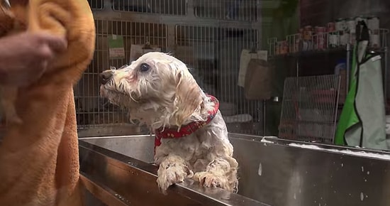 Sokak Köpeğini Yakalayıp Evine Alan İyi İnsan