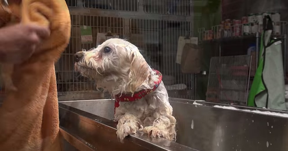 Sokak Köpeğini Yakalayıp Evine Alan İyi İnsan