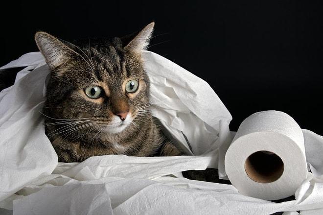 Tuvalet Kağıtlarıyla Ne Alıp Veremediği Anlaşılamayan 18 Rahatsız Kedi