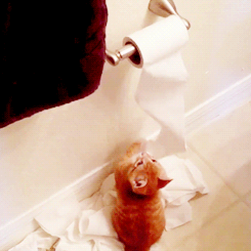 Tuvalet Kağıtlarıyla Ne Alıp Veremediği Anlaşılamayan 18 Rahatsız Kedi