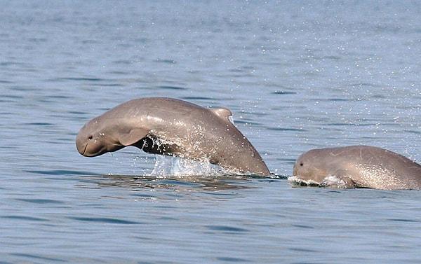 2. Irrawaddy Dolphin