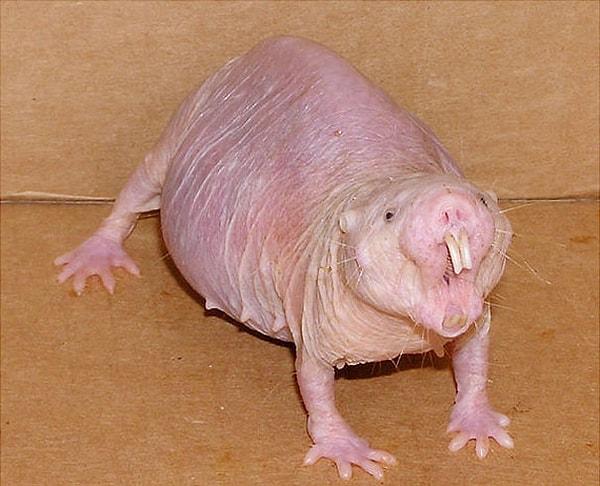 4. Naked Mole Rat - Çıplak Kör Sıçan