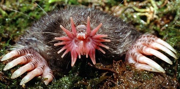13. Star-Nosed Mole - Yıldız Burunlu Kör Sıçan