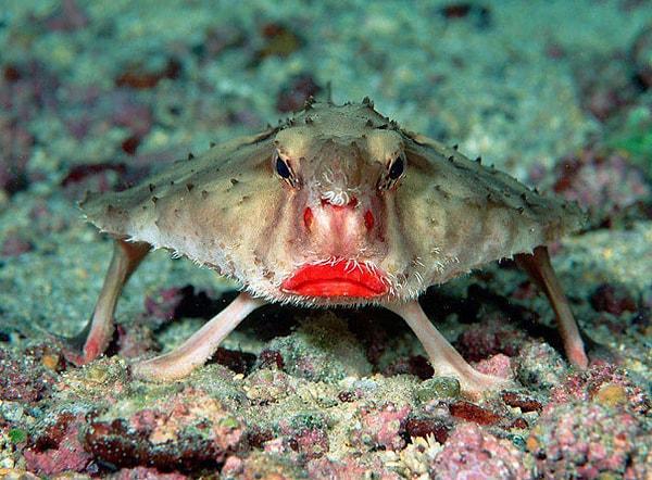 23. Red-lipped Batfish - Kırmızı Dudaklı Balık
