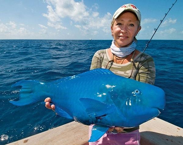 32. The Blue Parrotfish - Mavi Papağan Balığı