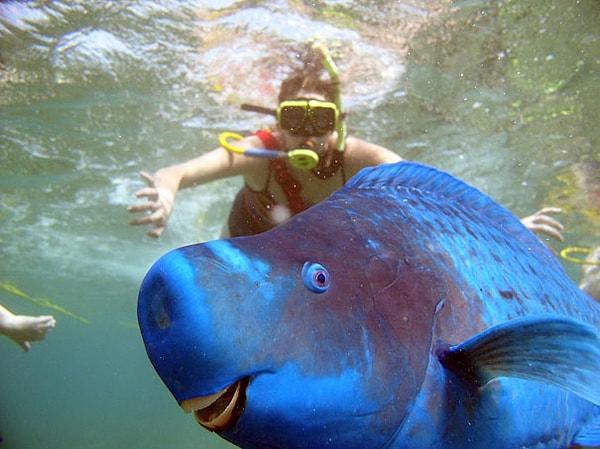 32. The Blue Parrotfish - Mavi Papağan Balığı