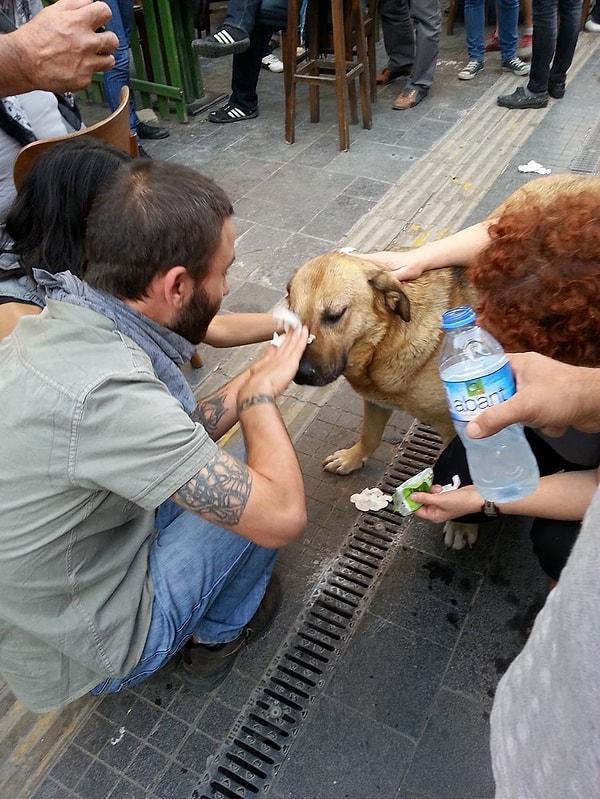 6. Biber Gazından Etkilenen Köpeğe Yardım Edenler - İstanbul 2013