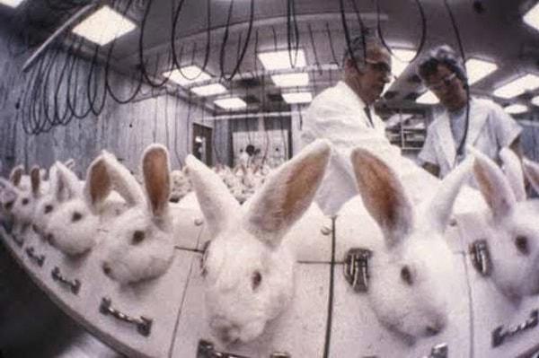 5. Kozmetik testler, en çok tavşanlar üzerinde yapılıyor!