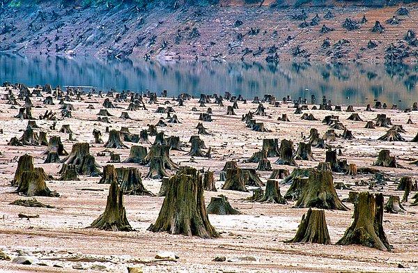 11. Oregon, ABD'de kesilen ağaçlar.