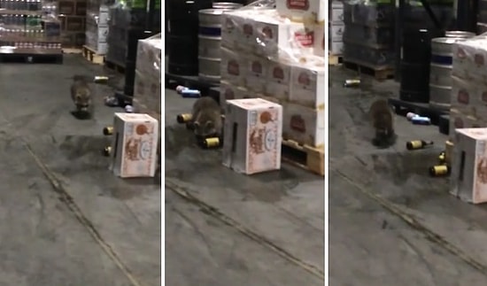 Alemci Rakun İş Başında