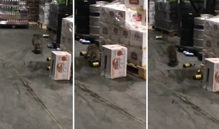 Alemci Rakun İş Başında