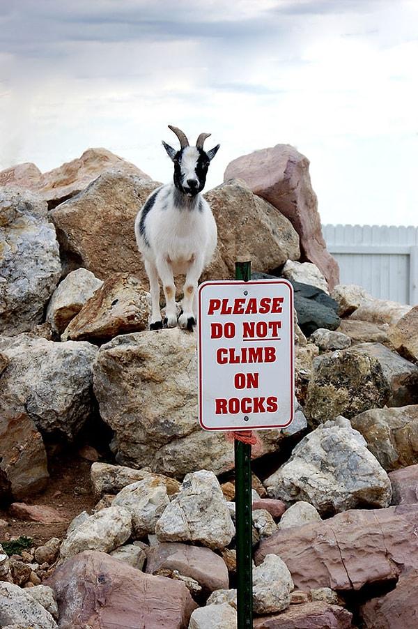 8. Lütfen kayalıklara tırmanmayınız!