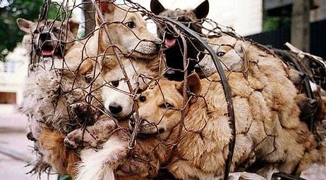 Çin'de ‘Köpek Eti Festivali’ Tepkilere Rağmen Başladı...