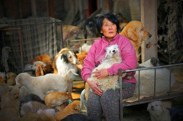 Yang'ın barınağında 1500 tane köpek, 200 tane de kedi yaşıyormuş.