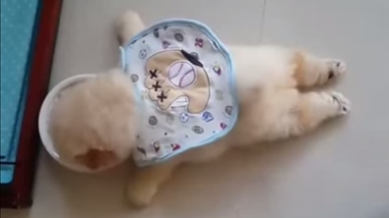 Yemek Yerken Tembellik Yapan Köpek